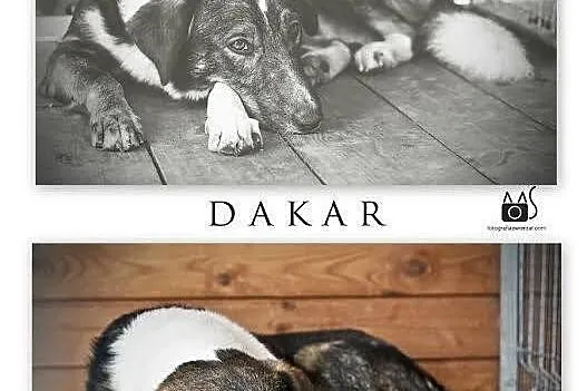 DAKAR - przystojniak szuka domu ;)