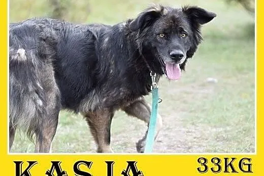 33kg,duża,przyjazna,wesoła suczka KASJA.Adopcja,  dolnośląskie Wrocław
