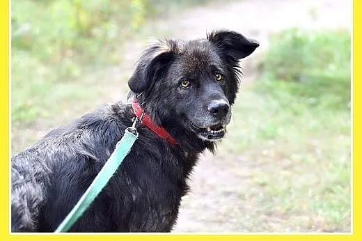 33kg,duża,przyjazna,wesoła suczka KASJA.Adopcja,  