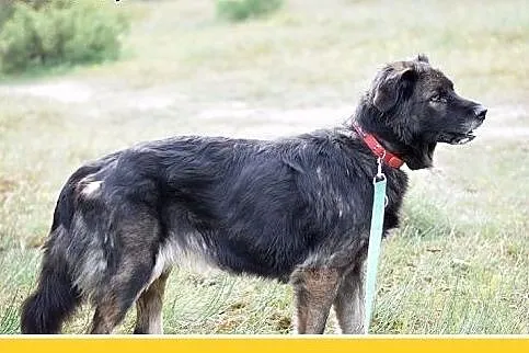 33kg,duża,przyjazna,wesoła suczka KASJA.Adopcja,  