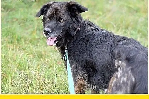 33kg,duża,przyjazna,wesoła suczka KASJA.Adopcja,  