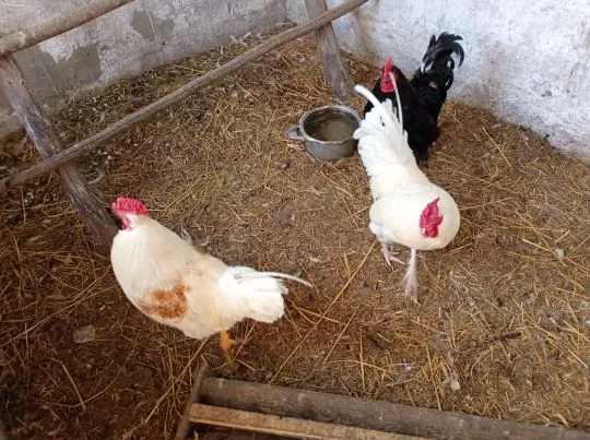 Sprzedam 2 koguty z 3, 2 białe 1 czarny rasy mieszane, bardzo ładne i zadbane., , Grajewo