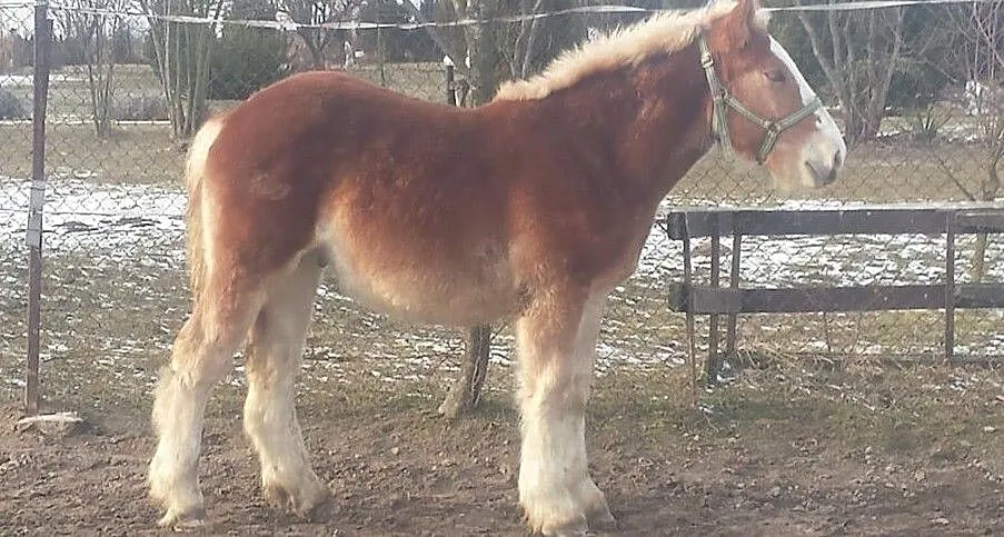 Ogierek Zimnokrwisty 7 miesięcy, , Łuszczów Drugi