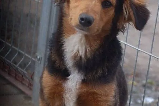 Pysia - młodziutka, przyjazna i piękna suczka szuka domu!,  Kundelki cała Polska