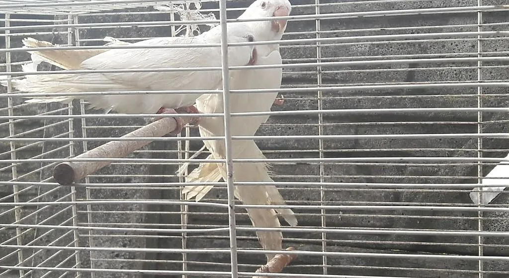 Mnicha nizinna albino samiec, Mazowieckie, Radom