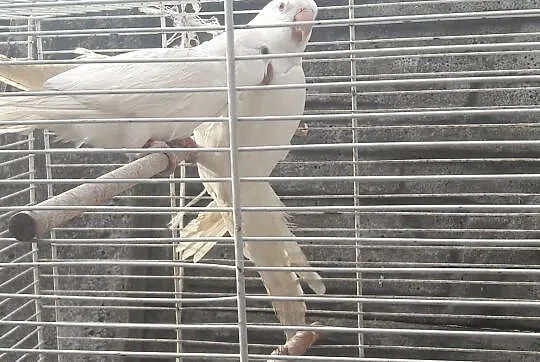 Mnicha nizinna albino samiec, Mazowieckie, Radom