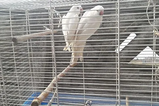 Mnicha nizinna albino samiec, Mazowieckie, Radom