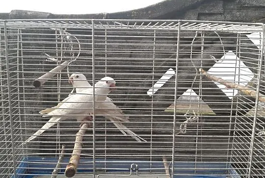 Mnicha nizinna albino samiec, Mazowieckie, Radom