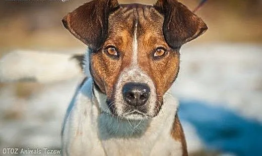 OTOZ Animals - Szejk - wesoły psiak - wulkan energ