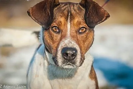 OTOZ Animals - Szejk - wesoły psiak - wulkan energ
