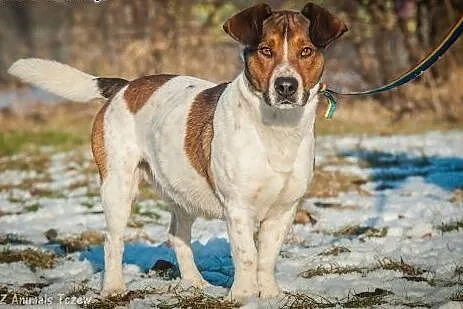 OTOZ Animals - Szejk - wesoły psiak - wulkan energ