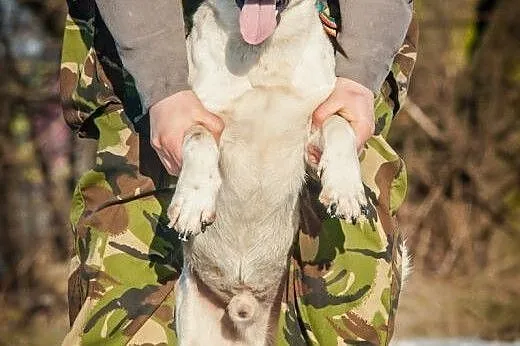 OTOZ Animals - Szejk - wesoły psiak - wulkan energ