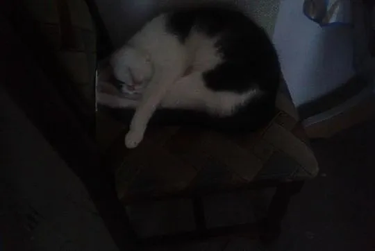 7 letnie kocury Dymek i Malboro szukają domu !