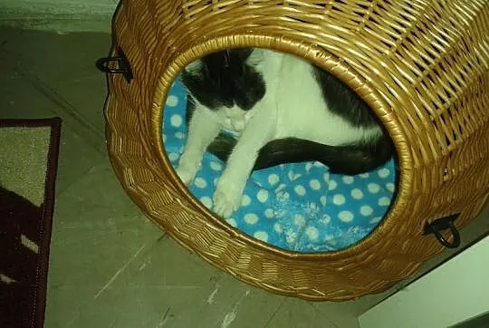 7 letnie kocury Dymek i Malboro szukają domu !