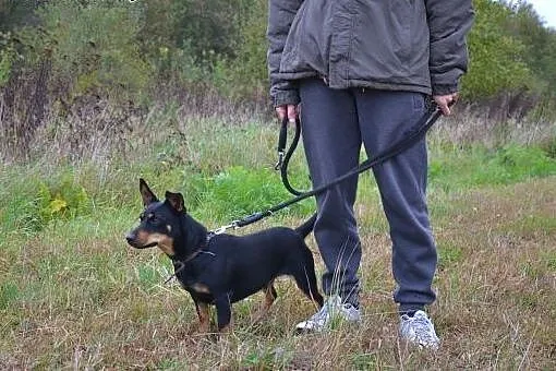 ŻABCIA do adopcji - 3/4 latka, nieduża, wesoła, towarzyska sunia,  dolnośląskie Wrocław