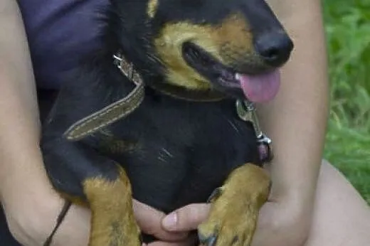 ŻABCIA do adopcji - 3/4 latka, nieduża, wesoła, to