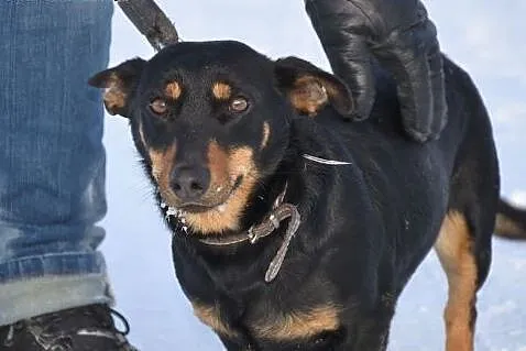 ŻABCIA do adopcji - 3/4 latka, nieduża, wesoła, to