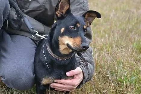 ŻABCIA do adopcji - 3/4 latka, nieduża, wesoła, to