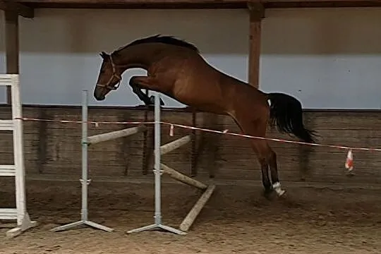 Niezwykle jezdna klacz ur. 2018 po Gold Quaterback x Abke, , Żmigród