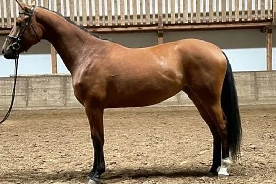 Niezwykle jezdna klacz ur. 2018 po Gold Quaterback x Abke, , Żmigród
