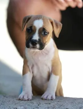 American Staffordshire Terrier Amstaff FCI szczenięta, Mazowieckie, Warszawa