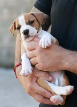 American Staffordshire Terrier Amstaff FCI szczenięta, Mazowieckie, Warszawa