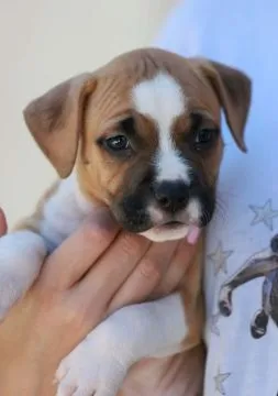 American Staffordshire Terrier Amstaff FCI szczenięta, Mazowieckie, Warszawa