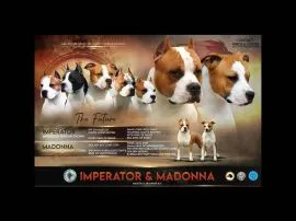 American Staffordshire Terrier Amstaff FCI szczenięta
