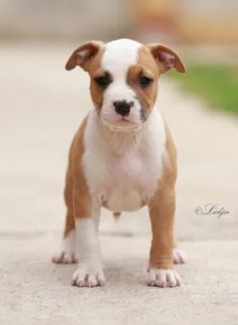 American Staffordshire Terrier Amstaff FCI szczenięta, Mazowieckie, Warszawa