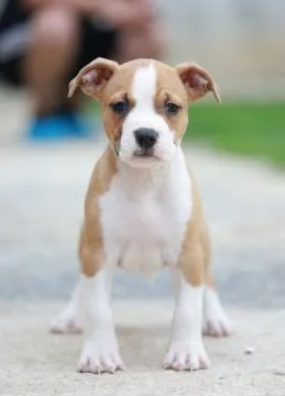 American Staffordshire Terrier Amstaff FCI szczenięta, Mazowieckie, Warszawa
