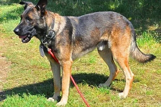 ARES - piękny, młody pies w typie owczarka szuka d