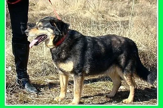 Średniej wielkości,z lekką nadwagą,pozytywny,lubi 