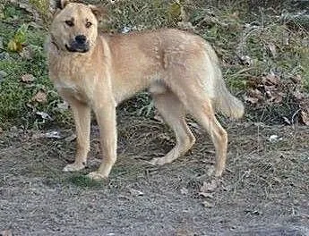 KAJ młodziutki, 1 roczny, większy, łagodny piesek
