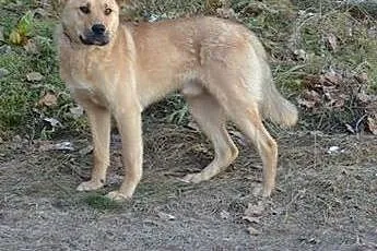 KAJ młodziutki, 1 roczny, większy, łagodny piesek 