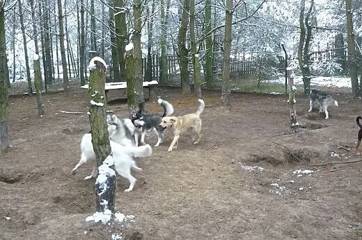 KAJ młodziutki, 1 roczny, większy, łagodny piesek 