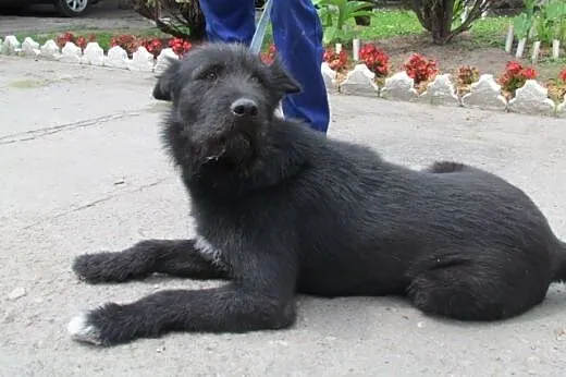 Toro - piękny psiak szuka domu,  małopolskie Krakó