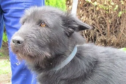 Toro - piękny psiak szuka domu,  małopolskie Krakó