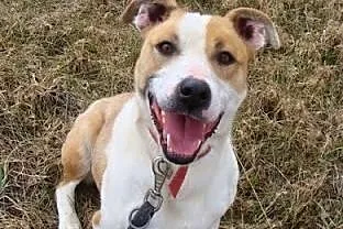 Amfi młoda, kochana, energiczna suczka mix amstaff