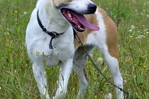 Amfi młoda, kochana, energiczna suczka mix amstaff