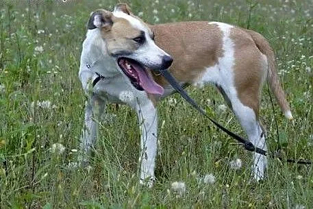 Amfi młoda, kochana, energiczna suczka mix amstaff