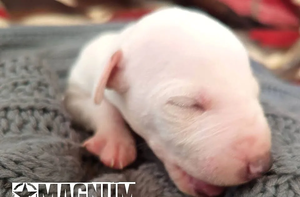 MAGNUM Whippet na sprzedaż – piękne, rasowe, zdrowe 14.06.2025, Wielkopolskie, Poznań