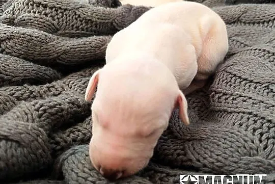 MAGNUM Whippet na sprzedaż – piękne, rasowe, zdrowe 14.06.2025, Wielkopolskie, Poznań