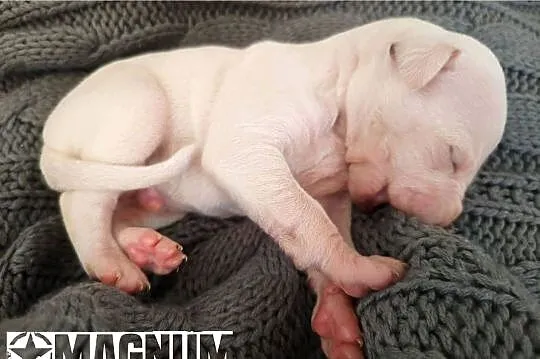 MAGNUM Whippet na sprzedaż – piękne, rasowe, zdrowe 14.06.2025, Wielkopolskie, Poznań