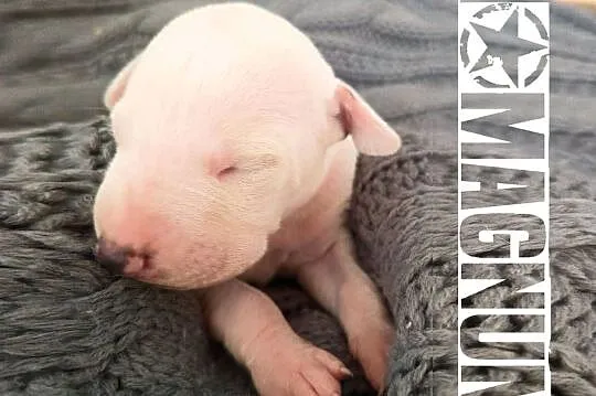 MAGNUM Whippet na sprzedaż – piękne, rasowe, zdrowe 14.06.2025, Wielkopolskie, Poznań