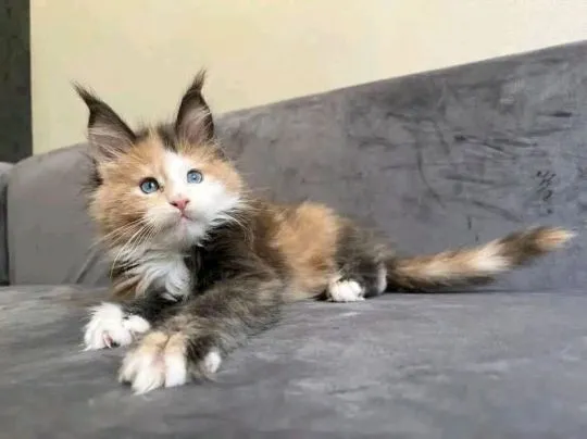 Urocze kocięta rasy Maine Coon dostępne na sprzedaż, , Biała Podlaska