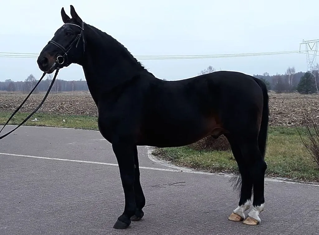Stanówka Ogierem śląskim