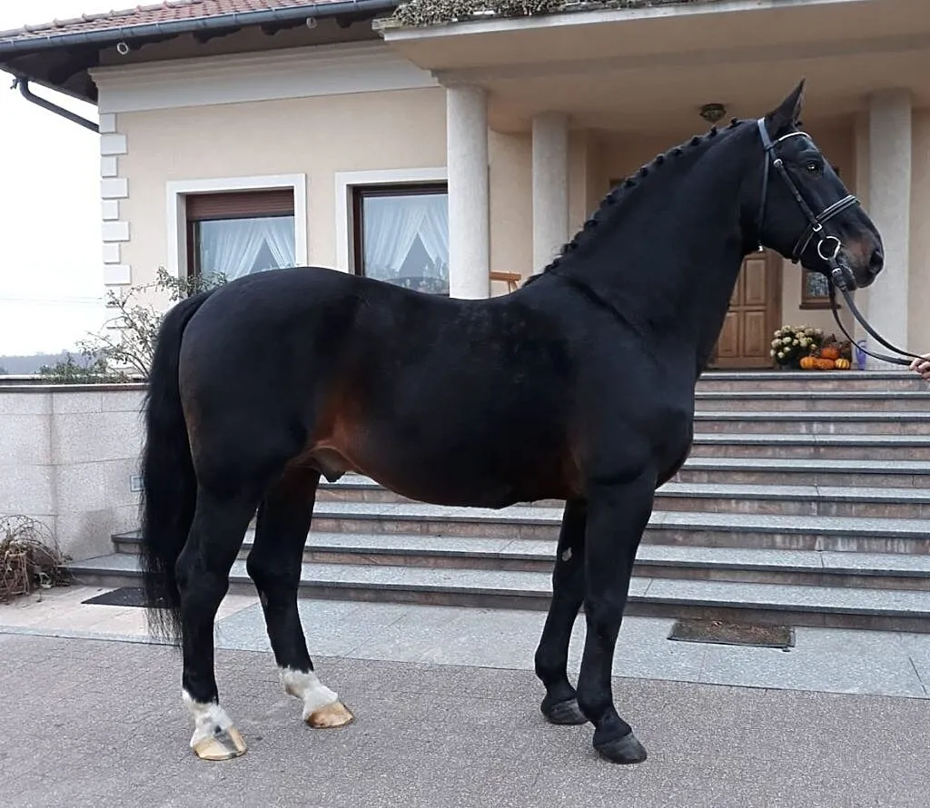 Stanówka Ogierem śląskim