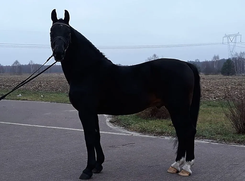 Stanówka Ogierem śląskim