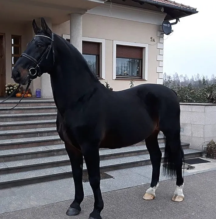 Stanówka Ogierem śląskim