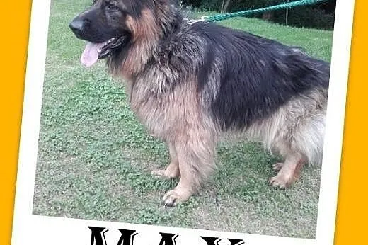 Owczarek niem.długowłosy,młody 1,5 roczny MAX, dla